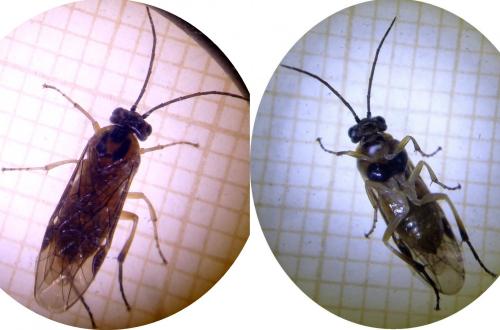 Euura sp.